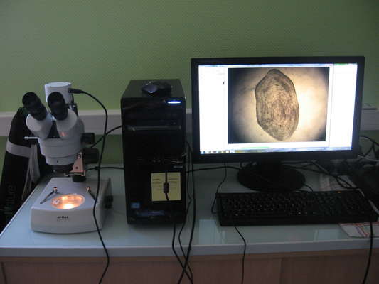 Ecaille de truite au microscope