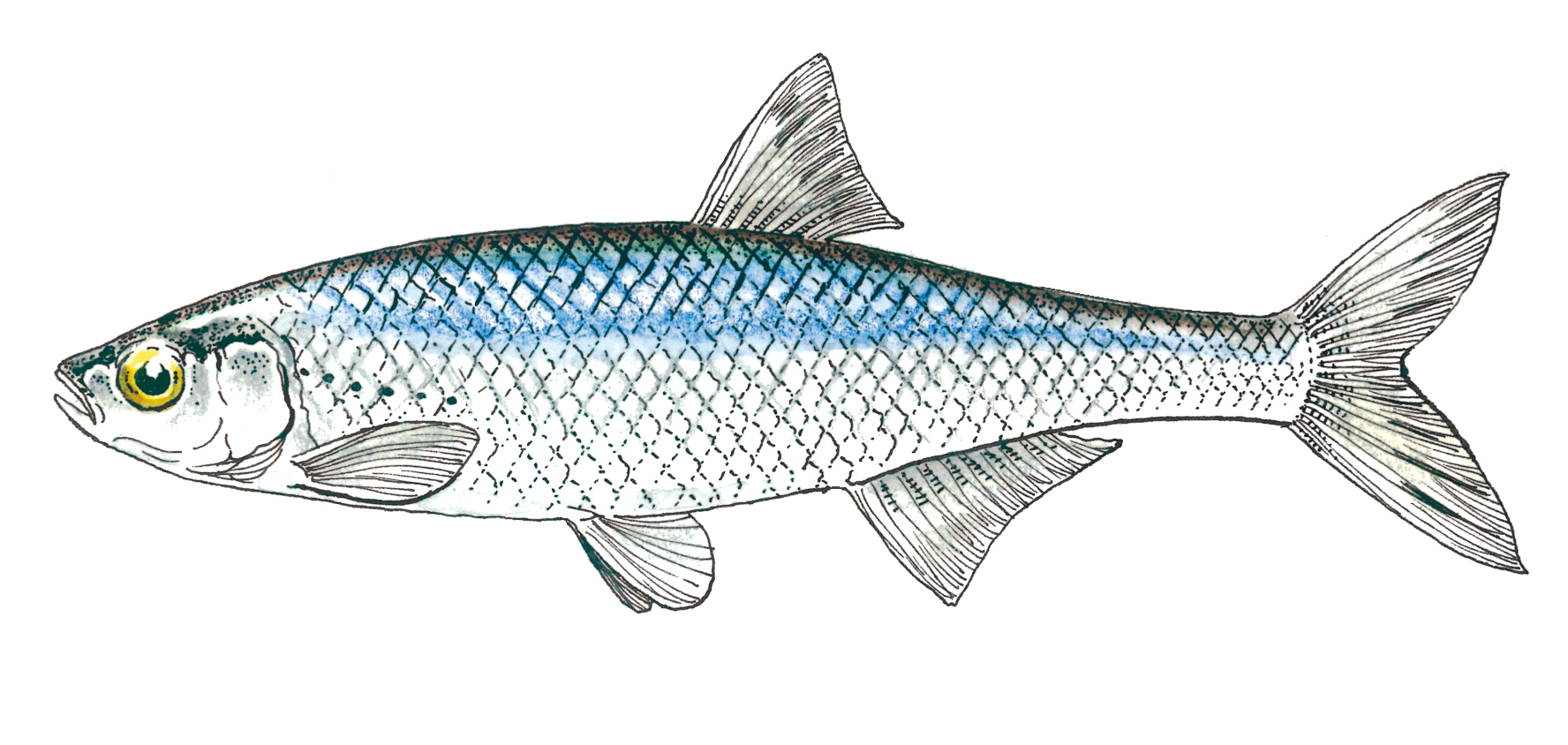 Pêche des poissons de roche - Normandie Appâts