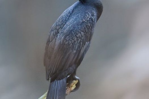 reprise de la régulation du cormoran