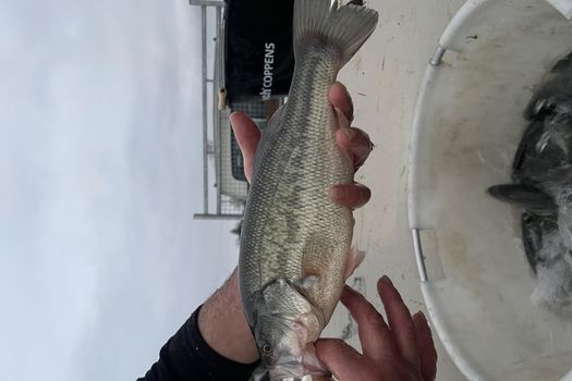 EMPOISSONNEMENT BLACK BASS