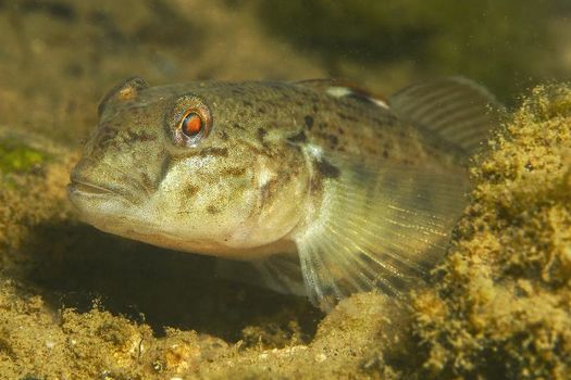 Les gobies confirment leur présence dans le département