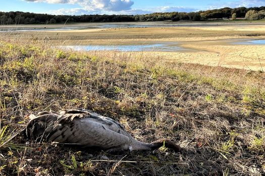 prolongation de l'arrêté préfectoral de suspension de la pêche due à la grippe aviaire