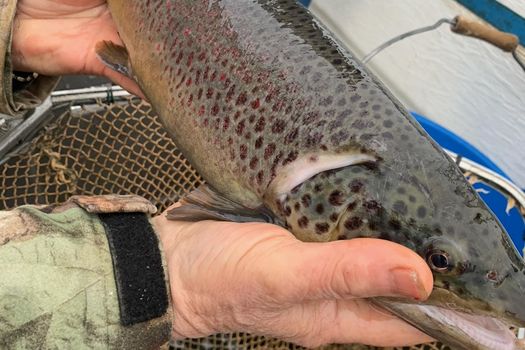 Empoissonnement de l'AAPPMA de Villers en Argonne et jeux concours