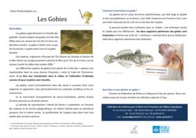 fiche d’information gobies