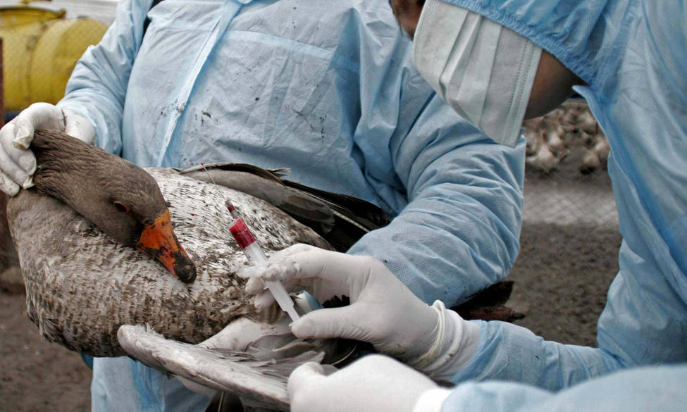 Recrudescence de cas d'influenza aviaire