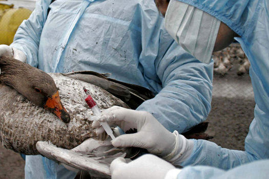 Recrudescence de cas d'influenza aviaire